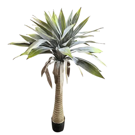 Yuca 140cm de altura