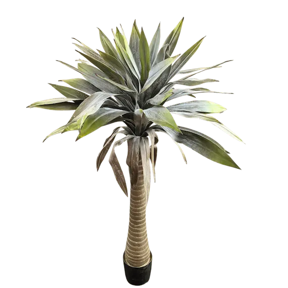 Yuca 140cm de altura