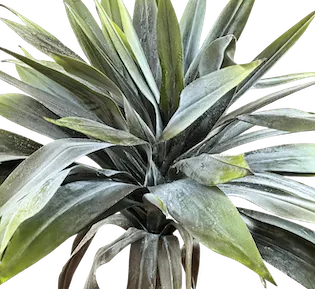 Yuca 140cm de altura