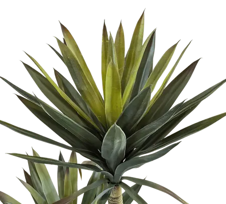 Yuca Doble 135cm