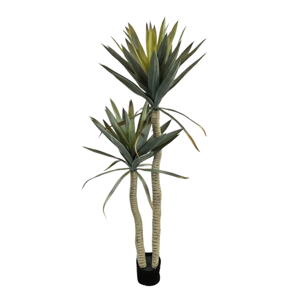 Yuca Doble 135cm