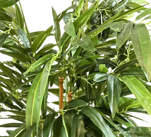 Bambu 150cm