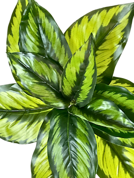 Calathea Princeps 20cm de diámetro