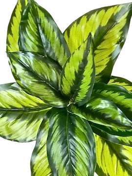 Calathea Princeps 20cm de diámetro