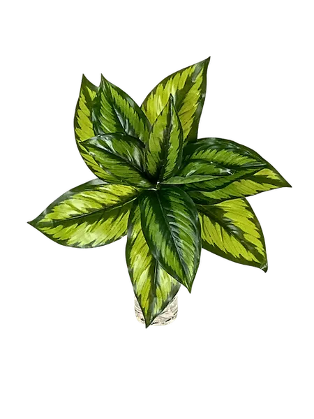Calathea Princeps 20cm de diámetro