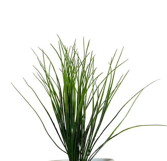 Zacatillo Verde 48cm