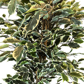 Ficus Variegata 160cm