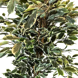 Ficus Variegata 160cm