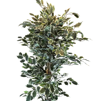 Ficus Variegata 160cm