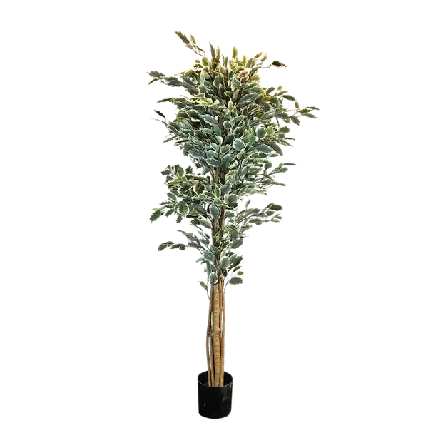 Ficus Variegata 160cm