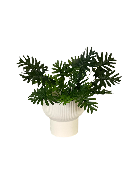 Plantita philodendrom Shelloum 42cm altura
