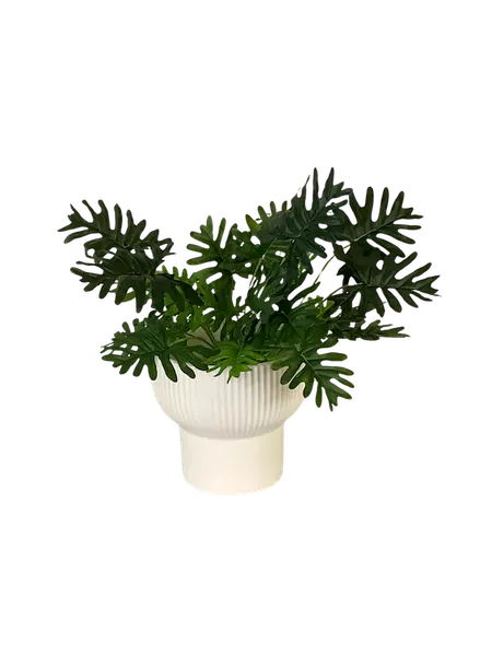 Plantita philodendrom Shelloum 42cm altura