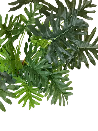 Plantita philodendrom Shelloum 42cm altura