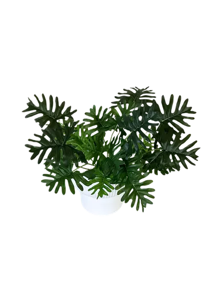 Plantita philodendrom Shelloum 42cm altura