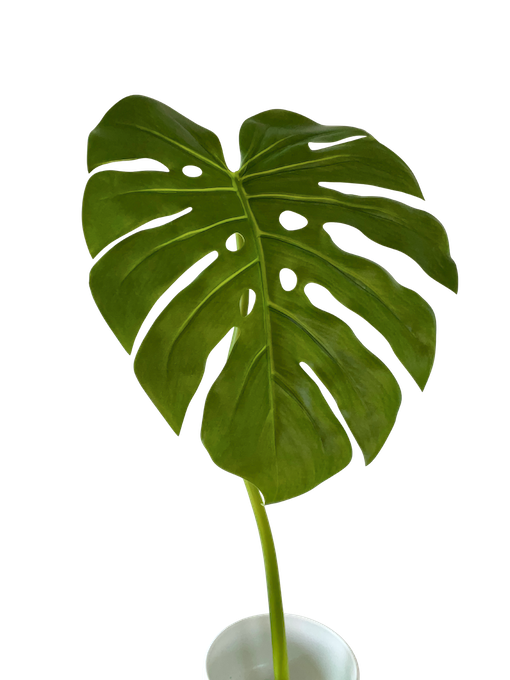 Hoja monstera 35cm de diámetro