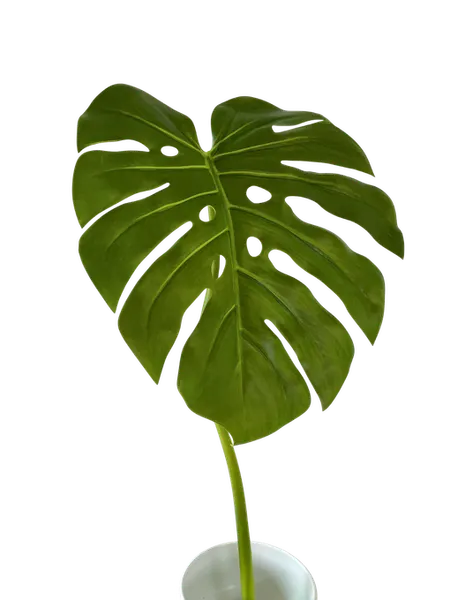 Hoja monstera 35cm de diámetro
