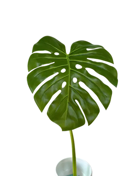 Hoja monstera 35cm de diámetro