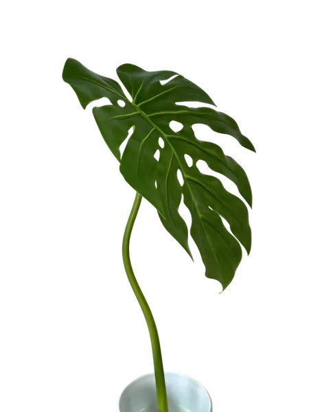 Hoja monstera 35cm de diámetro