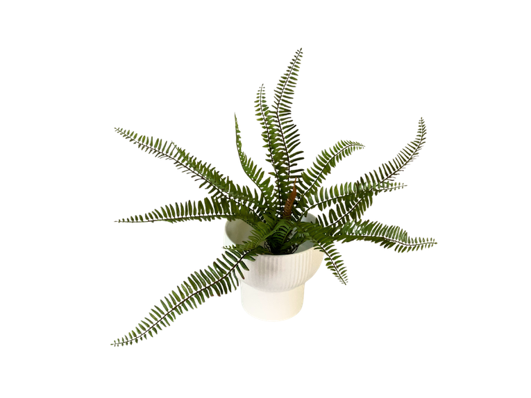 Helecho limbus soft touch 65cm