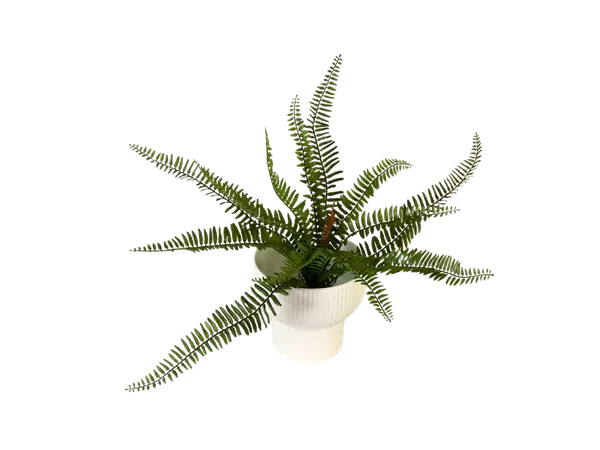 Helecho limbus soft touch 65cm
