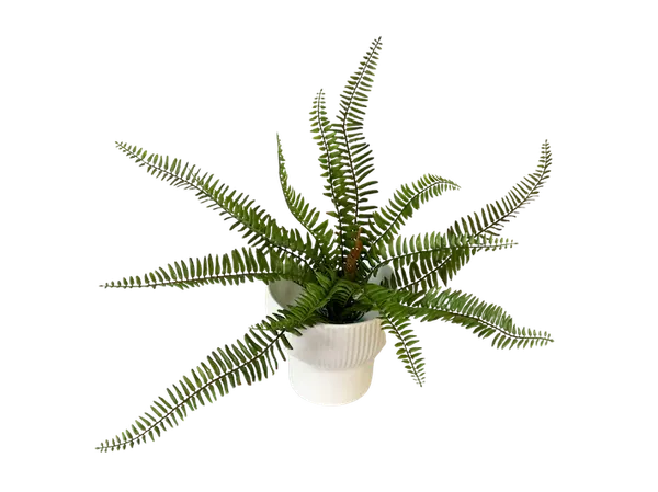 Helecho limbus soft touch 65cm