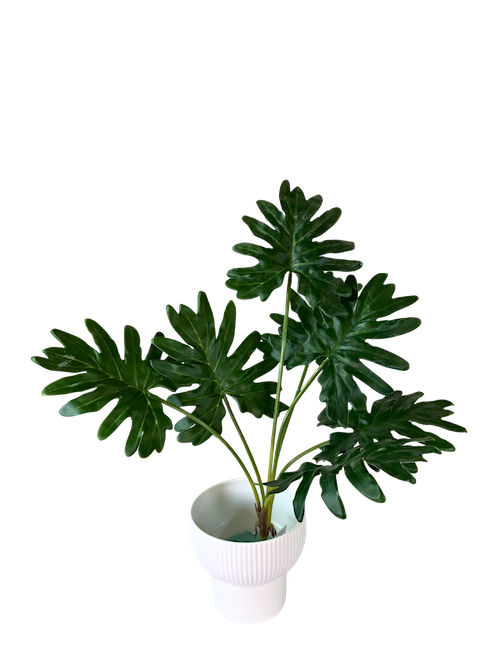 Planta Costilla de Adán soft touch