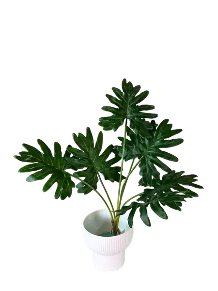 Planta Costilla de Adán soft touch
