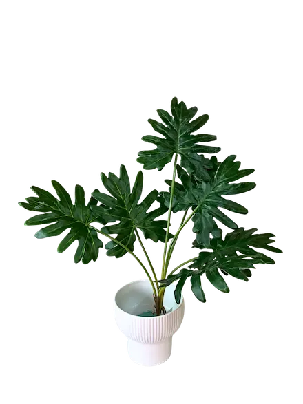 Planta Costilla de Adán soft touch