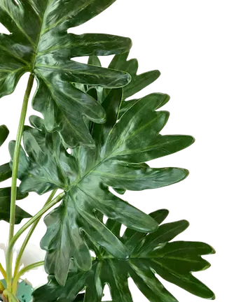 Planta Costilla de Adán soft touch