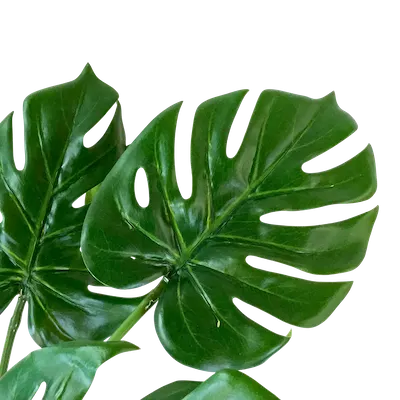 Planta esqueleto apariencia natural 75cm