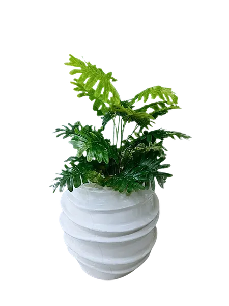 Planta Shelloum Plastificada 75cm
