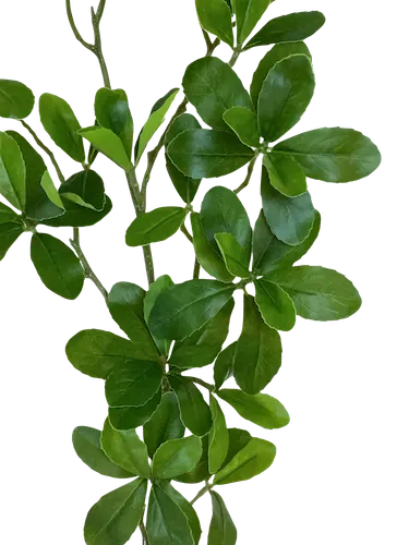 Vara de hoja evergreen 100cm