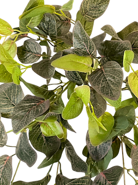 Colgante ruscus jaspeado 80cm