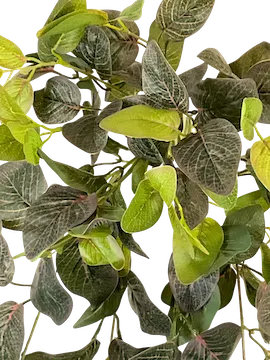 Colgante ruscus jaspeado 80cm