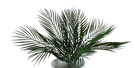 Palmita plastificada de 53cm, dos tonos