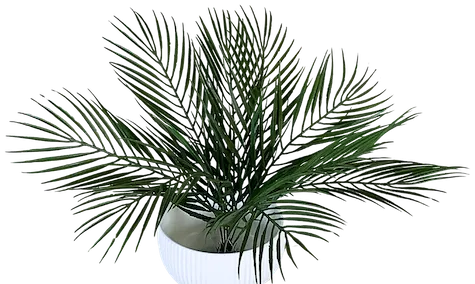 Palmita plastificada de 53cm, dos tonos