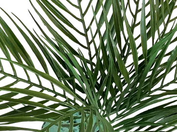 Palmita plastificada de 53cm, dos tonos