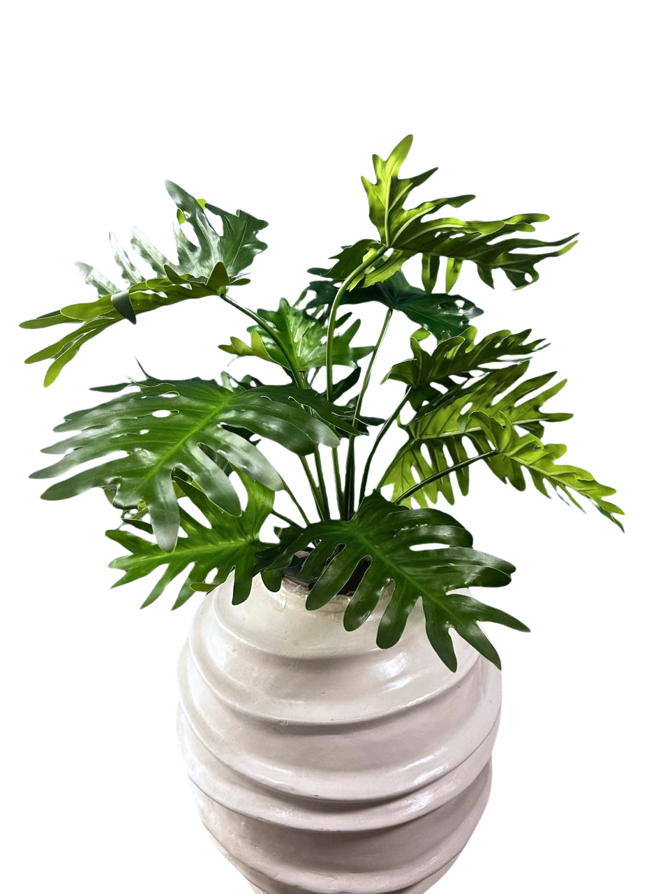 Planta Shelloum Natural touch 70cm