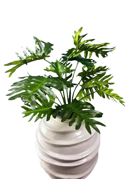 Planta Shelloum Natural touch 70cm