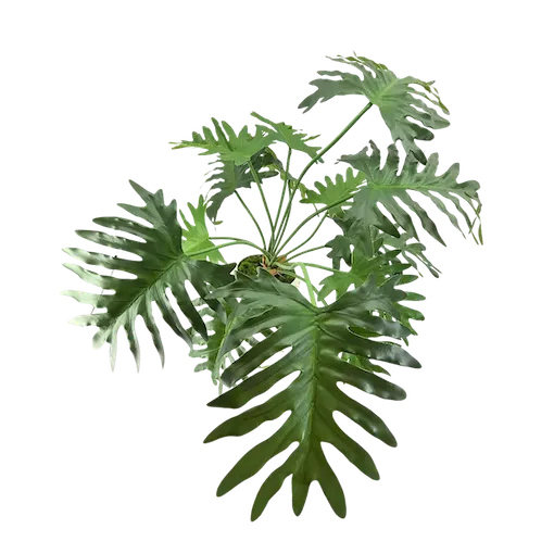 Planta Shelloum Natural touch 70cm