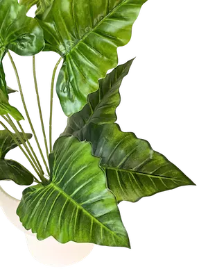 Planta Hoja Elegante Puntiaguda con textura 40cm