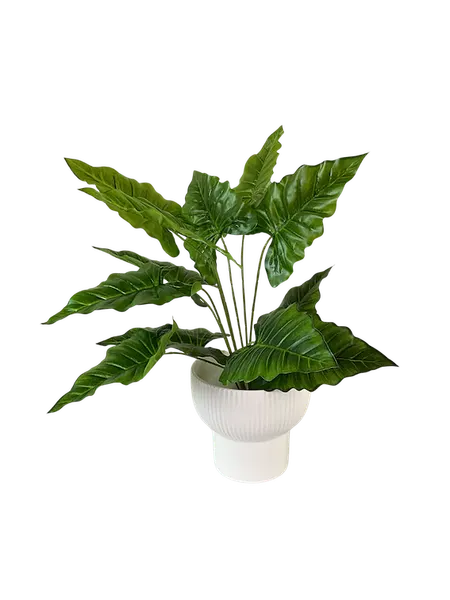Planta Hoja Elegante Puntiaguda con textura 40cm