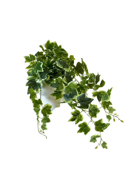 Colgante de hiedra variegata de 80cm