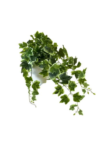 Colgante de hiedra variegata de 80cm