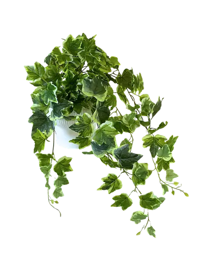 Colgante de hiedra variegata de 80cm
