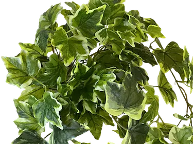 Colgante de hiedra variegata de 80cm