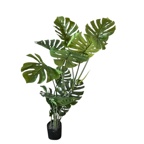 Monstera imperial 145cm altura