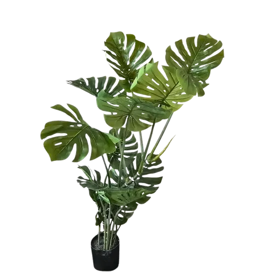 Monstera imperial 145cm altura