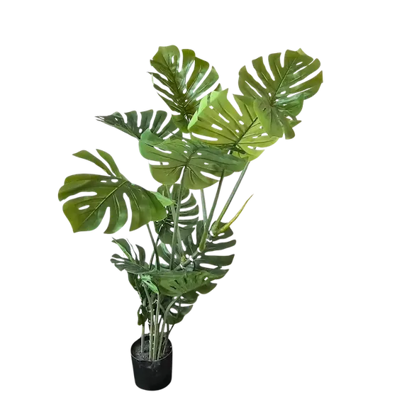 Monstera imperial 145cm altura