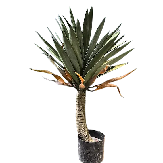Yuca apariencia natural 70 cm